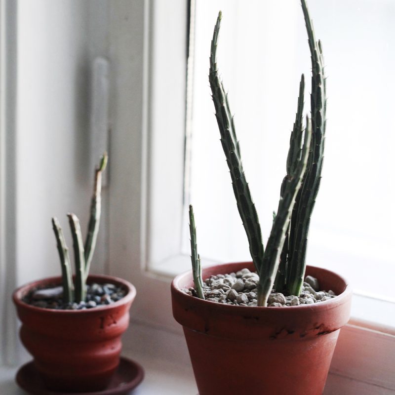Villakko Senecio stapeliiformis