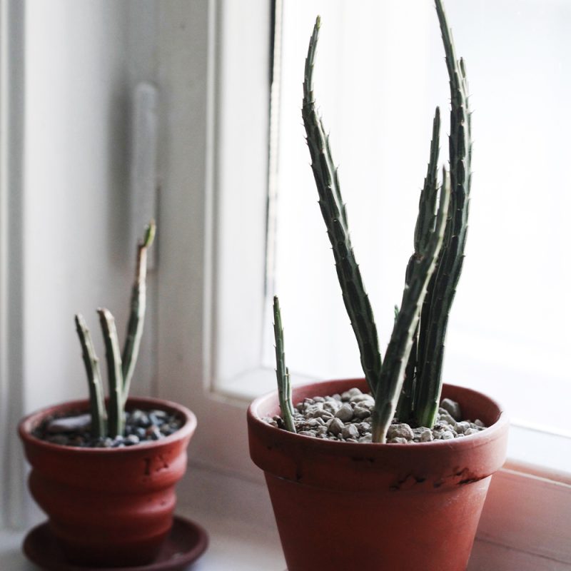 Villakko Senecio stapeliiformis