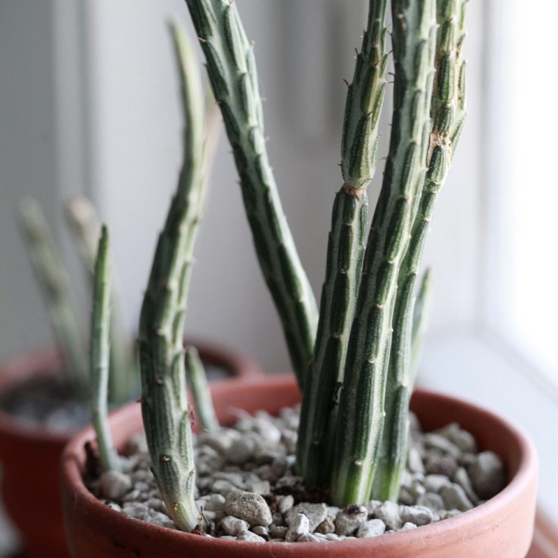 Villakko Senecio stapeliiformis