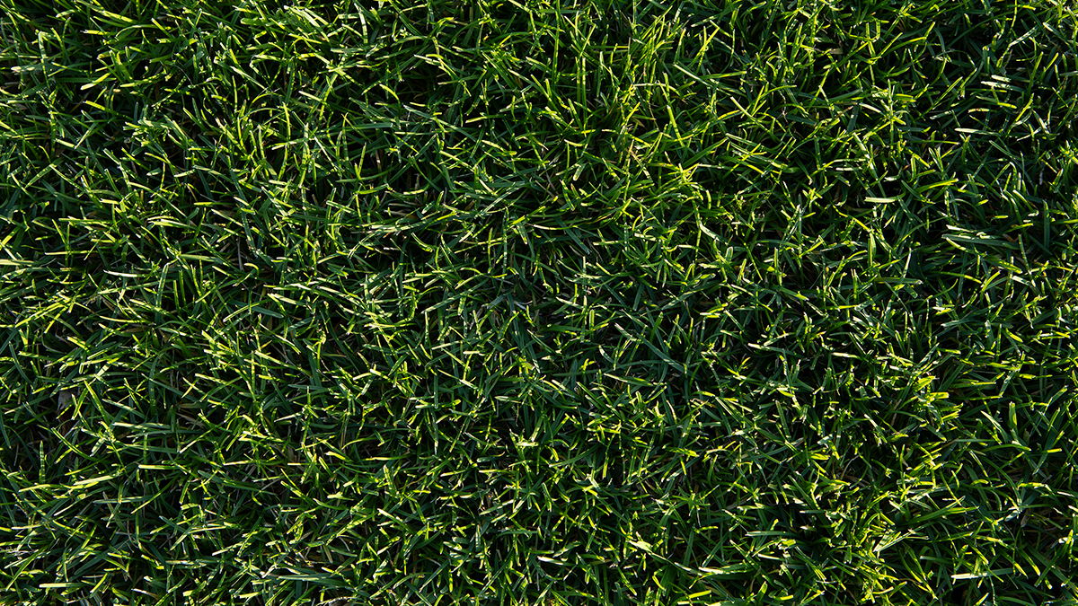 Huolellisella työllä saa kestävän ja kauniin nurmikon