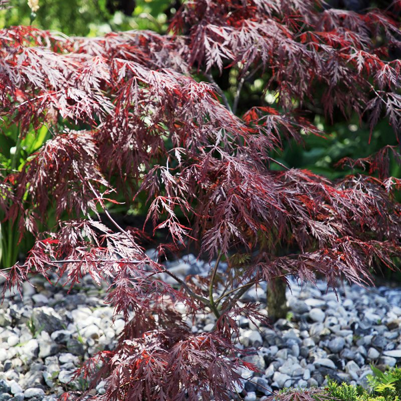 ’Garnet’ lajikkeen lehdet ovat upeat tummanviininpunaiset, jotka syksyllä värittyvät loisteliaaseen punaiseen.