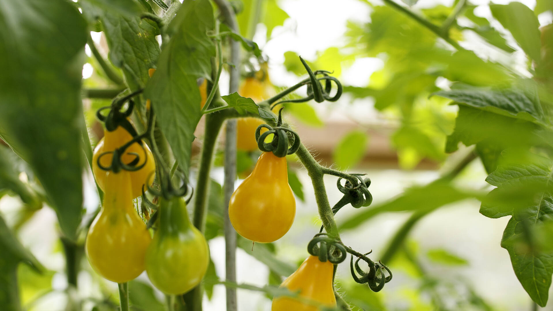 Vie Kesäkokkailut uudelle tasolle – kasvata maukas sato helposti Kekkilän uusilla tomaatti- ja chiliviljelytuotteilla