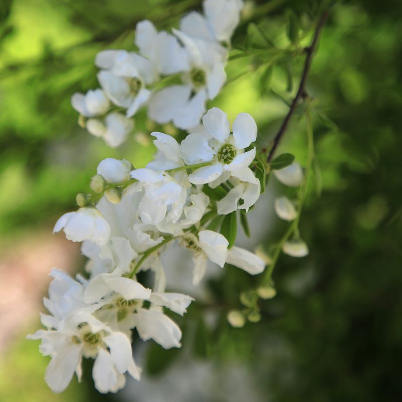 Kiinanhelmipensaan nuput tuovat mieleen valkoisen helminauhan. Nuput ovat kukinnossa kuin nauhassa. Valkoiset kukat ilahduttavat alkukesällä.