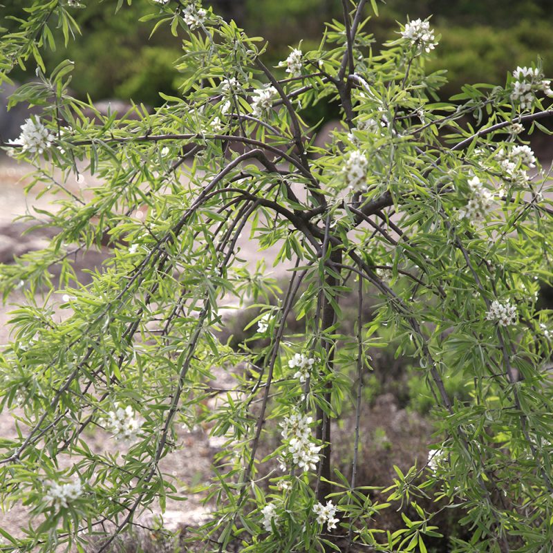 Riippahopeapäärynä on Suomessa harvemmin tavattu koristepuu. Puu kukkii toukokuussa valkoisin kukin, jonka jälkeen kehittyvät oliivia muistuttavat koristepäärynät. Puu muistuttaa olemukseltaan oliivipuuta.