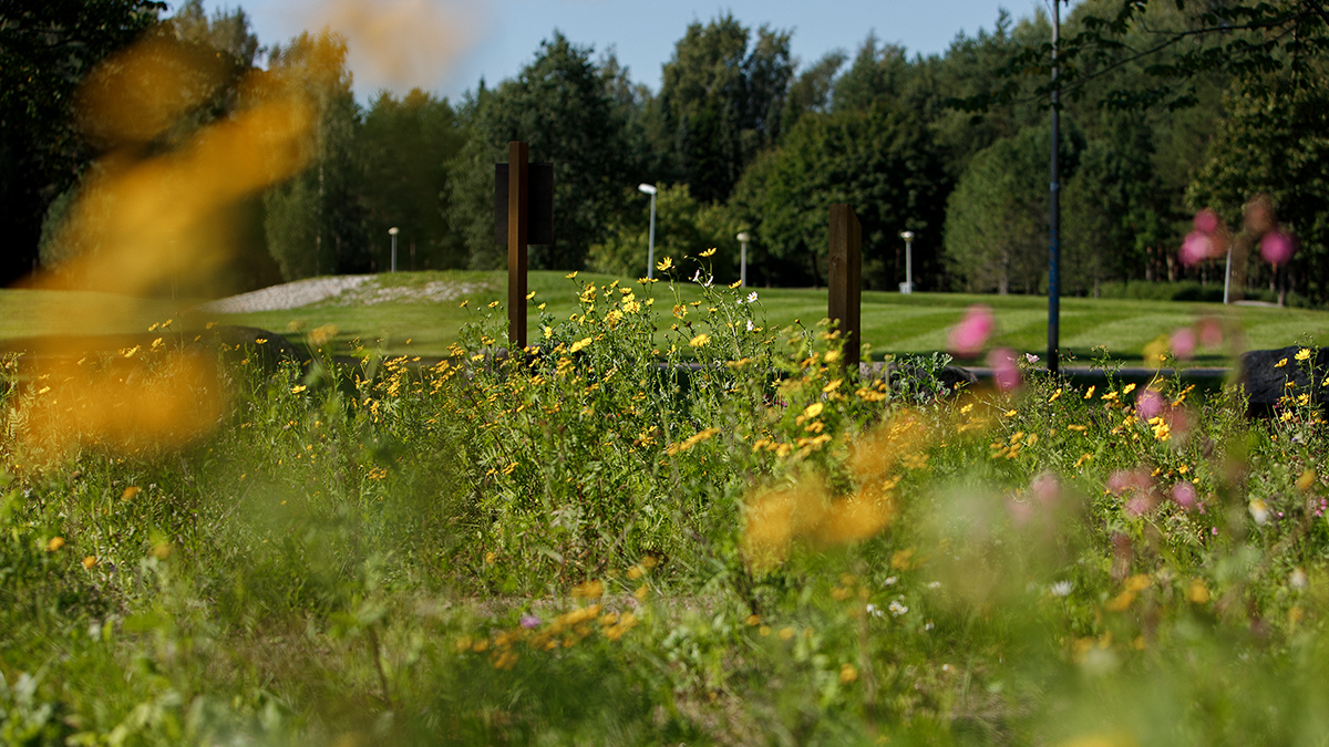 Ötökkäystävällinen kukkaniitty Martinlaaksoon