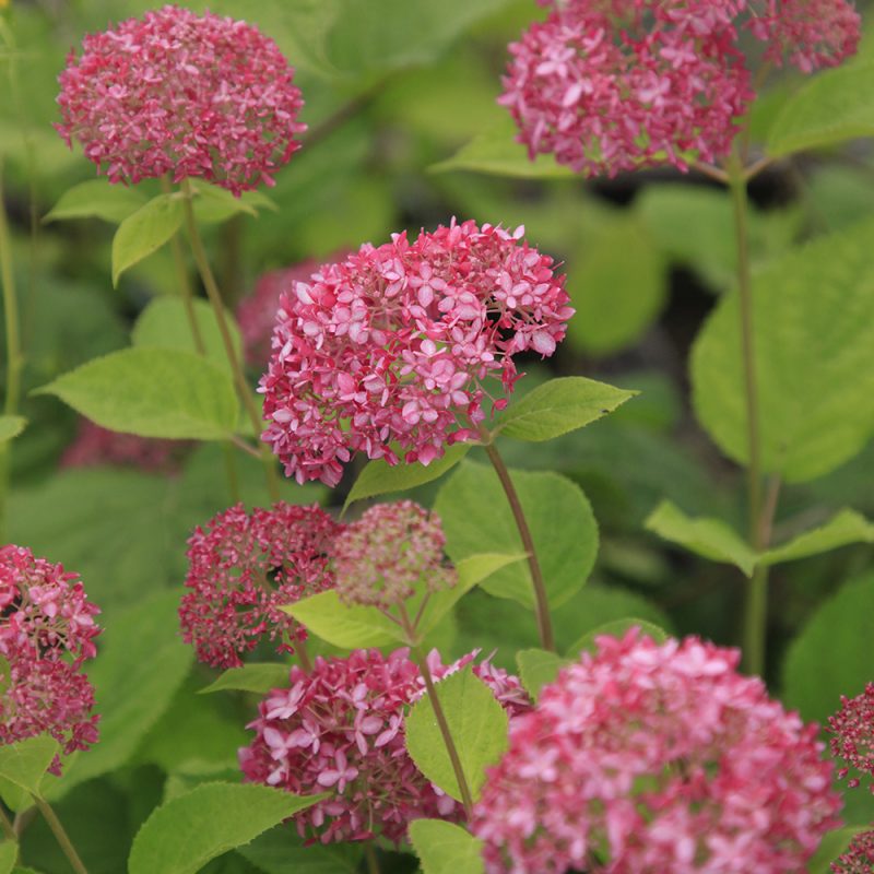 Pallohortensia ’Pink Annabelle’ ilahduttaa punaisen ystäviä pyörein vaaleanpunaisin kukin.