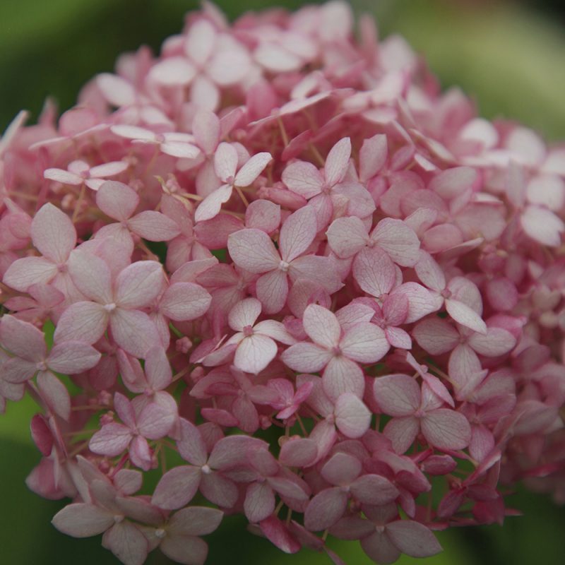 Pallohortensia ’Pink Annabelle’ ilahduttaa punaisen ystäviä vaaleanpunaisin kukin.