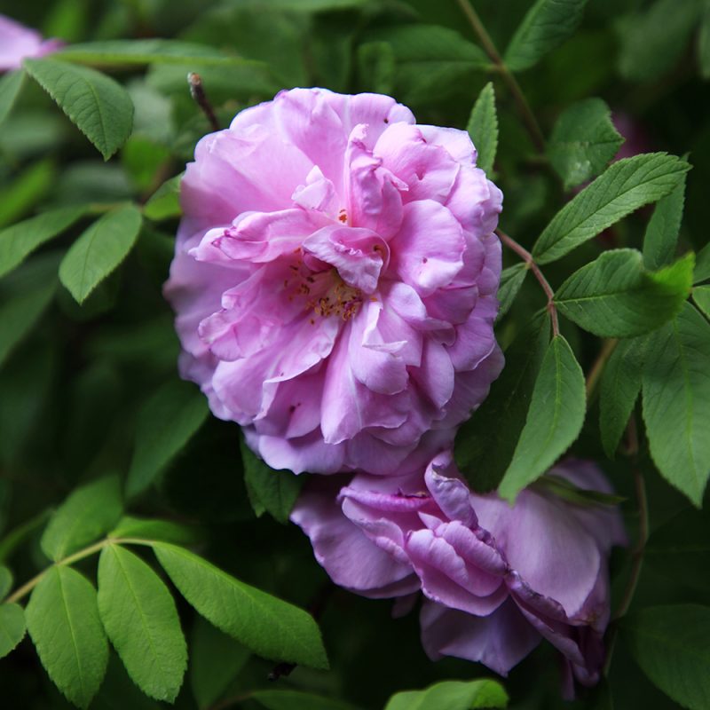 Teresanruusu kukkii kerrannaisin, vaaleanpunaisin tuoksuvin kukin.