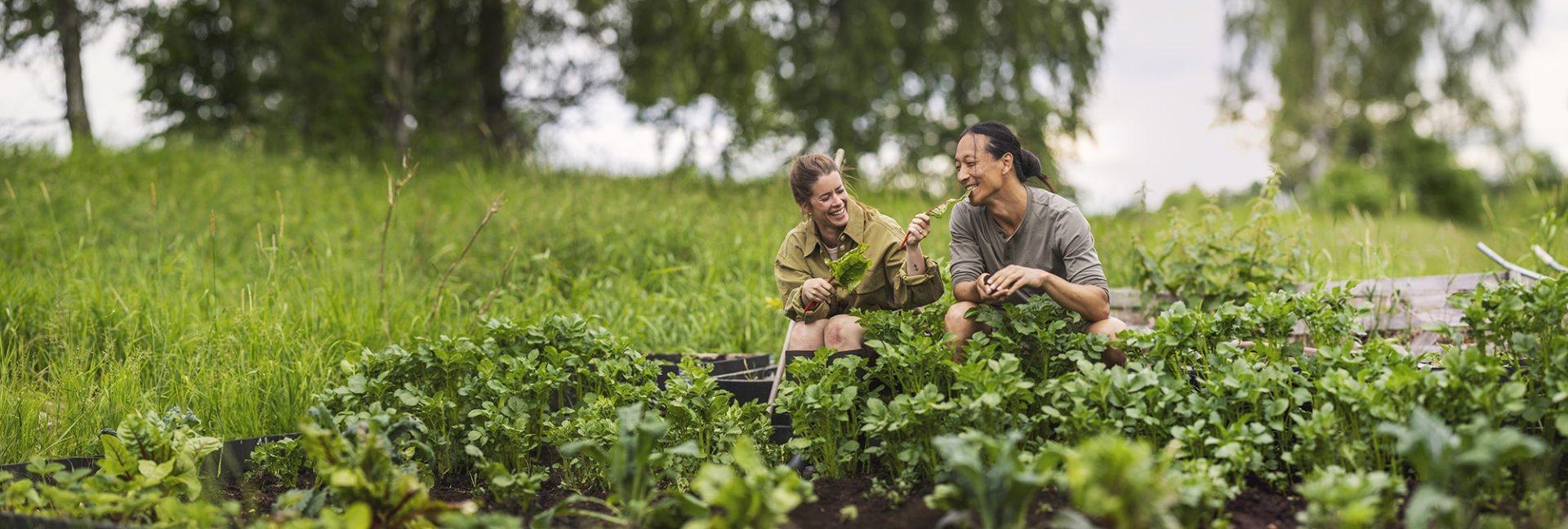 Kasvata turpeettomassa – uudet materiaalit, uudenlaiset kasvualustat