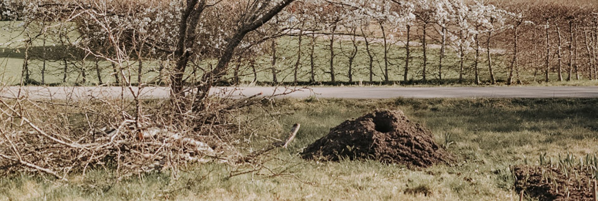 Hoida puutarhaa kestävästi