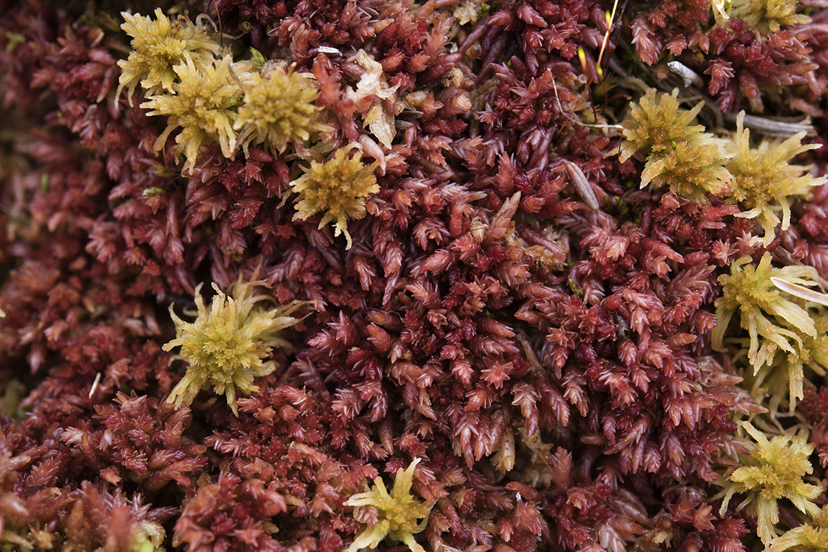 Moss from bog in Parkano area Finland, close up, general area.