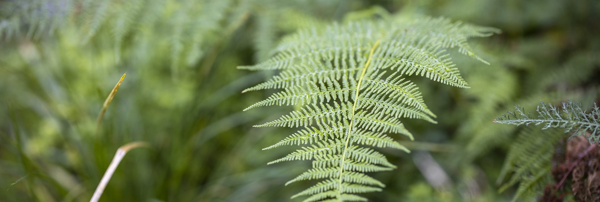 Helin omavarainen puutarha