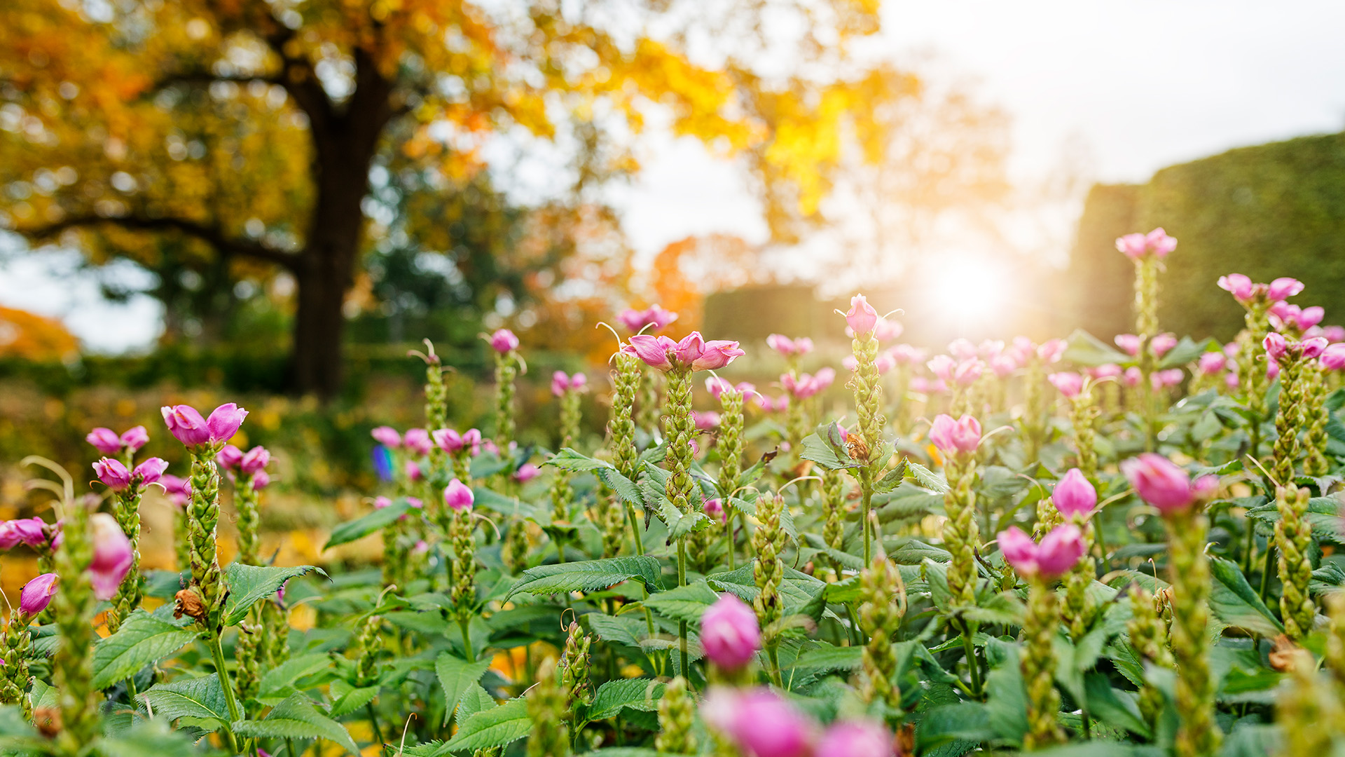 Kasvualustan elinkaariarviointi auttaa kestävien valintojen tekemisessä