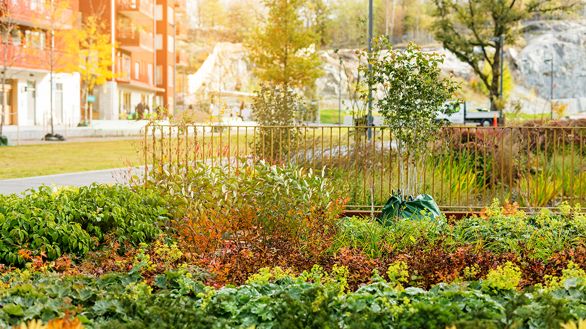 Hulevesikasvualustat ovat toimineet hyvin Ruotsissa