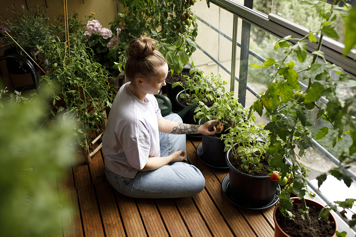 Kasvata perunoita ruukussa