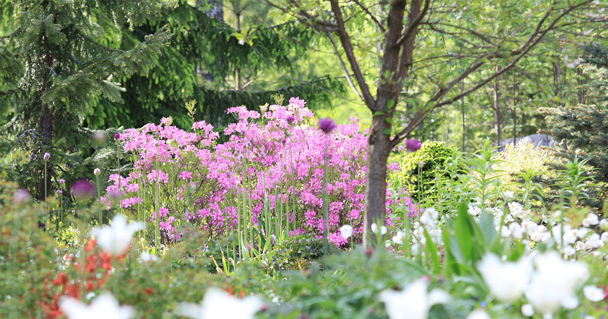 Näin luot satumainen metsäpuutarhan