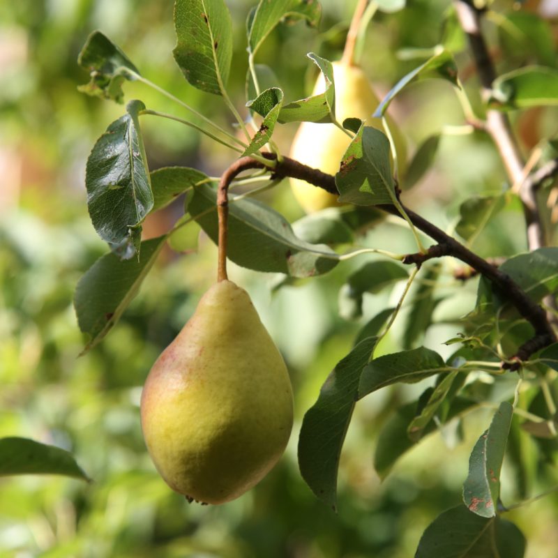 Päärynä puussa