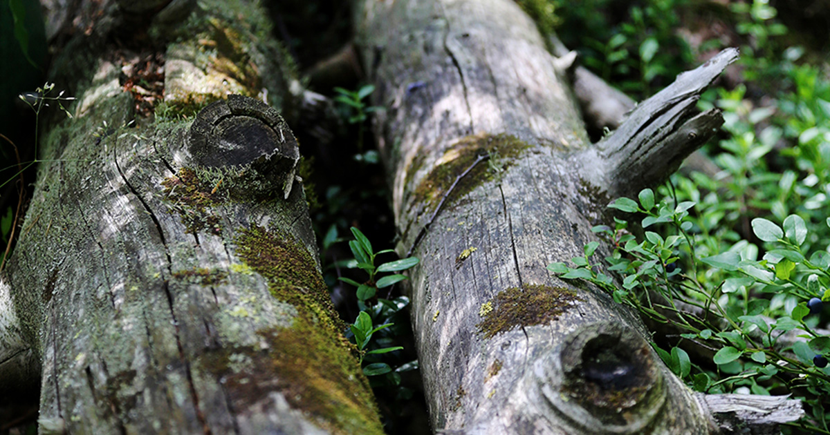 Lahopuutarha – tee risuaita, helppo hyönteishotelli