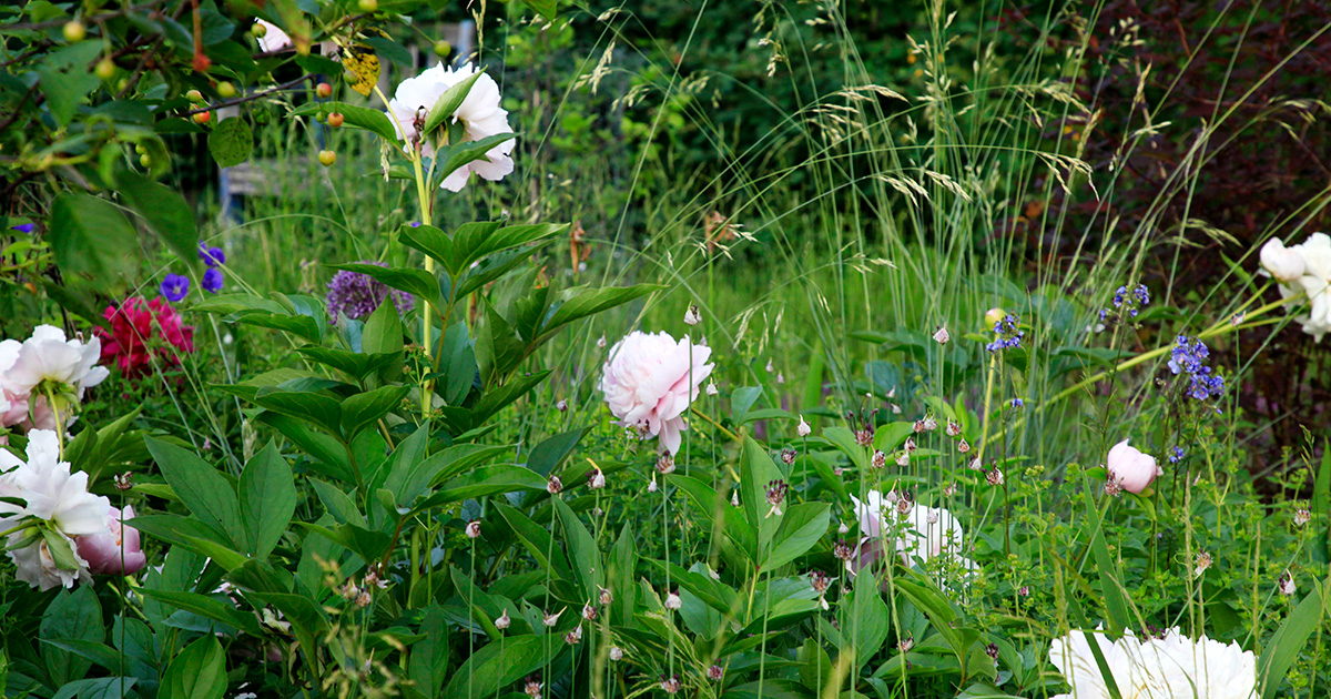 Perennaniitty puutarhaan