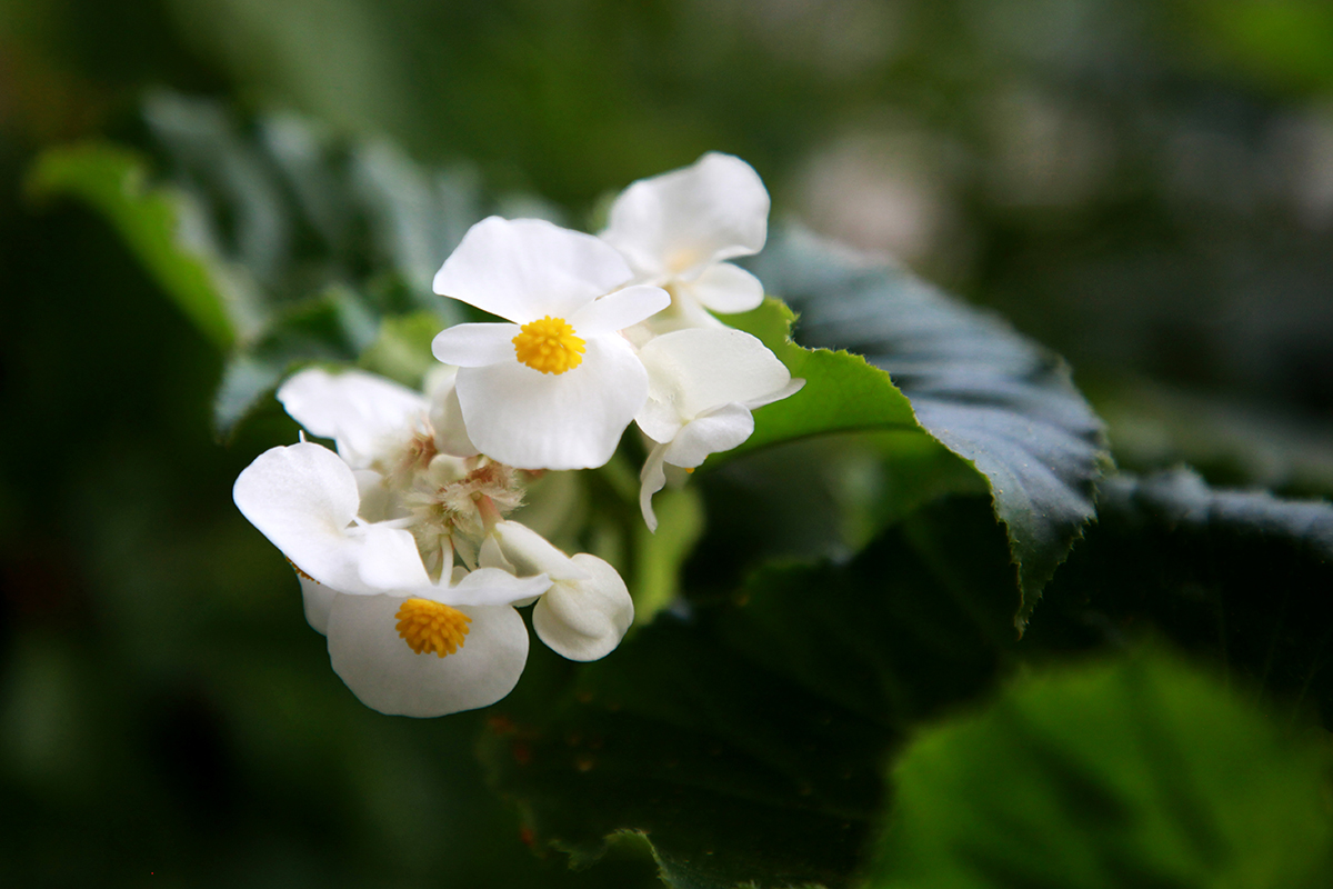 Kesäbegonia