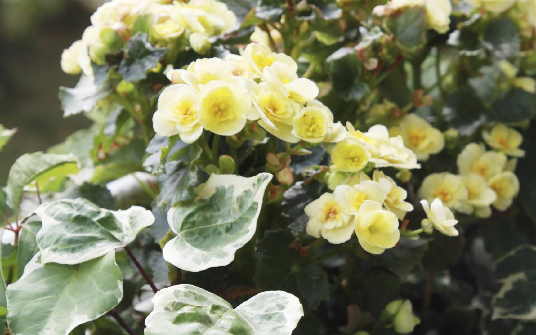 Kesäkukat aurinkoon ja varjoon