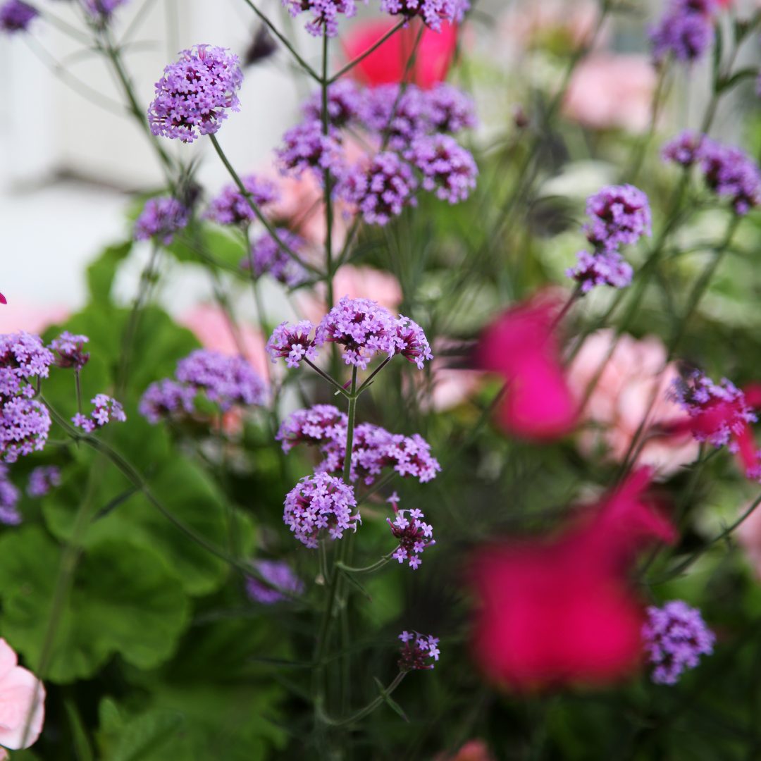 Rakkaudesta kesäkukkiin