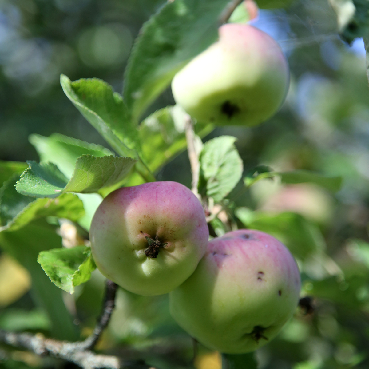 omenoita puussa
