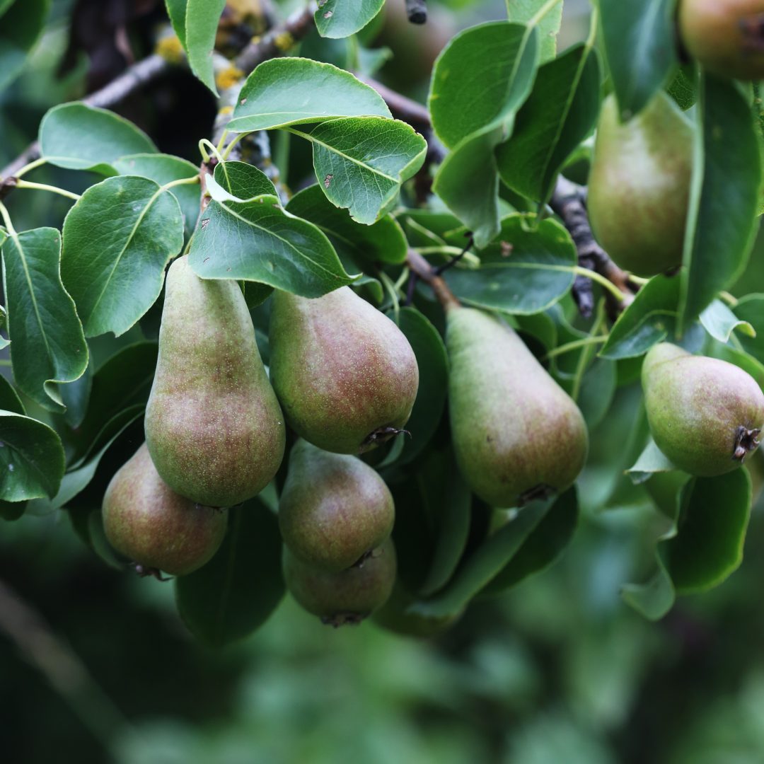 Kasvata hedelmäsatoa kotipihassasi