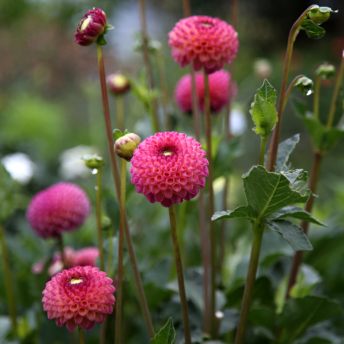 Pompondaalian pinkkejä, pallomaisia kukintoja