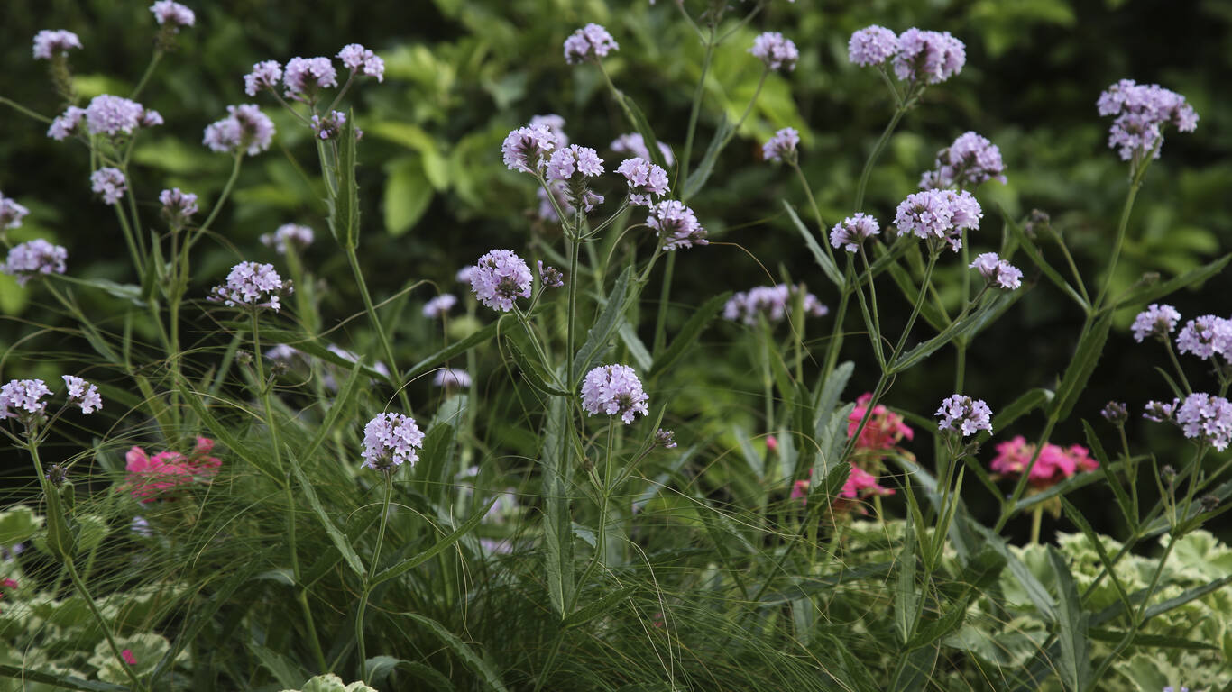 Chelsea Flower Show & Taina Suonio