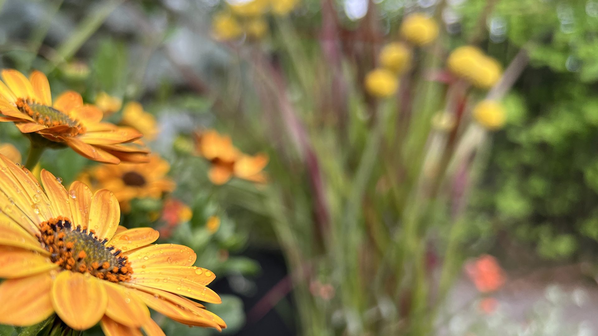 Opi havainnoimaan kasvua