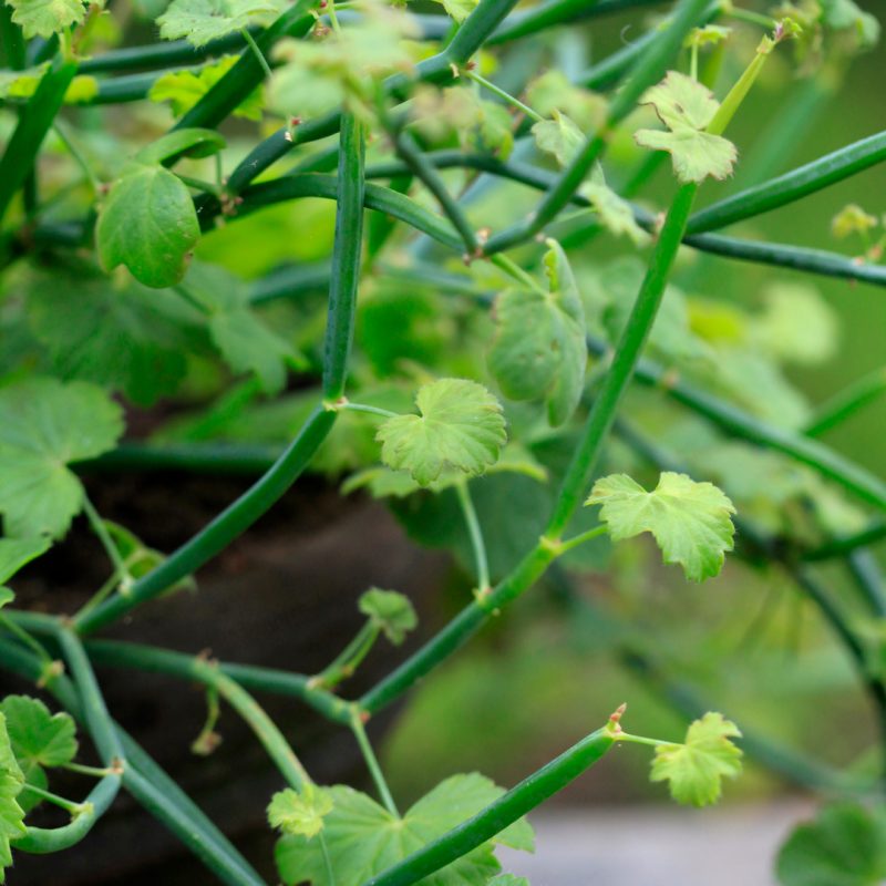 Pelargonin lehtiä luonnonlaji Pelargonium tetragonum