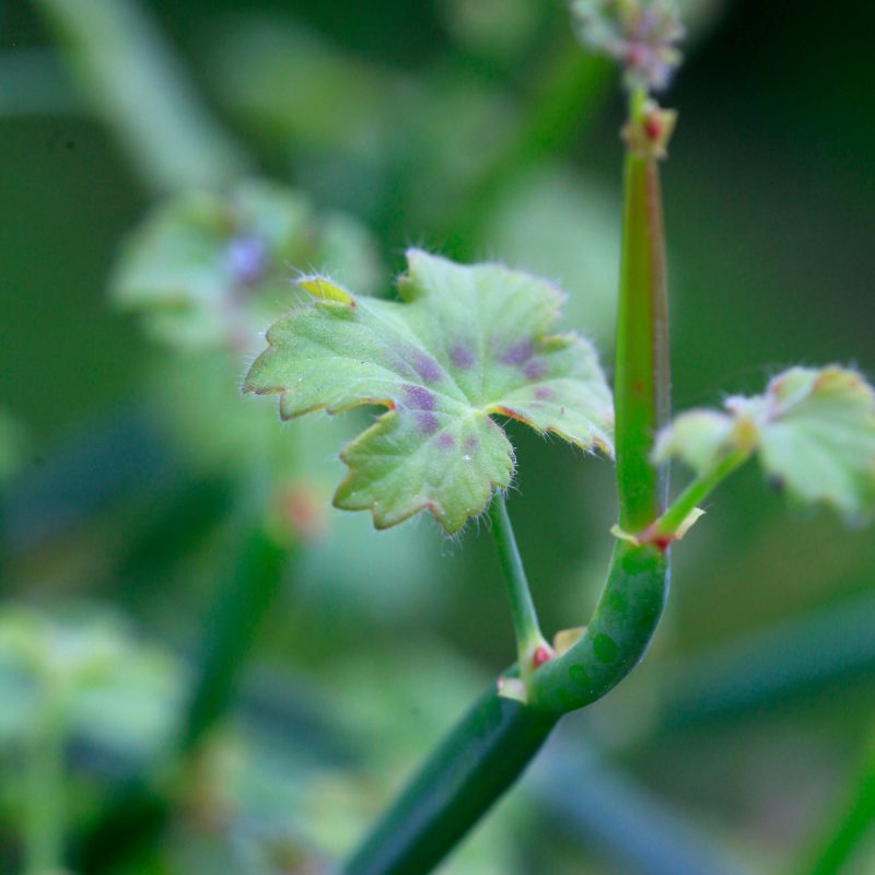 Pelargonium tetragonum -pelargonin kuviollinen lehti