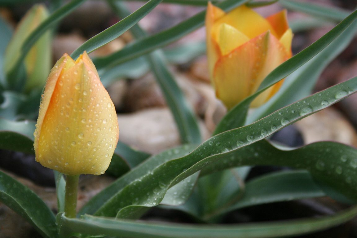 Buharantulppaani ( Tulipa 'Bright Gem' ) kukkii kauniin keltasin kukin. Peruslaji Tulipa linifolia on kirkkaan punainen ja nimensä mukaan kapealehtinen pellavan mukaan.