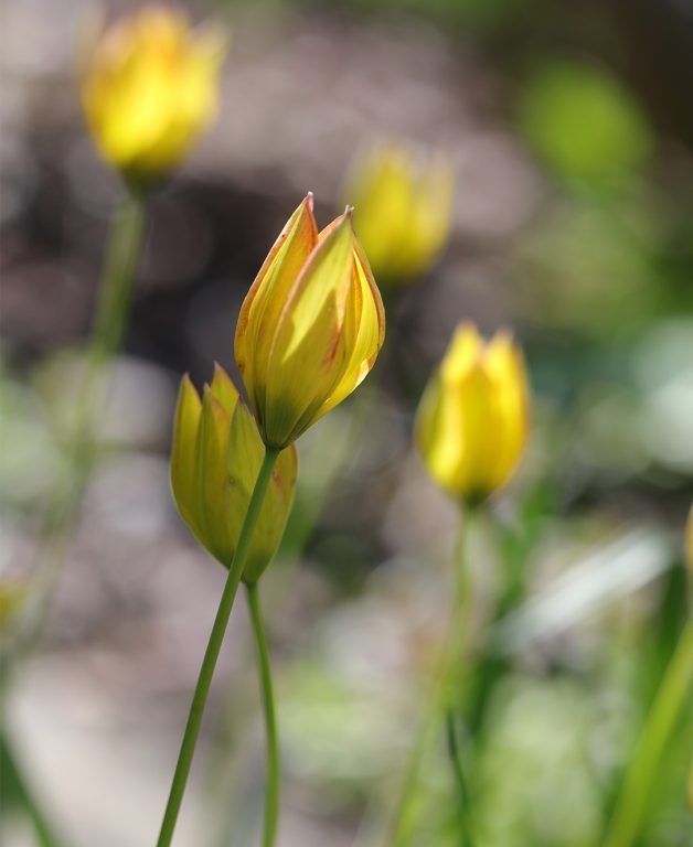 Keltainen villitulppaani, metsätulppaani Tulipa sylvestris lähikuvassa