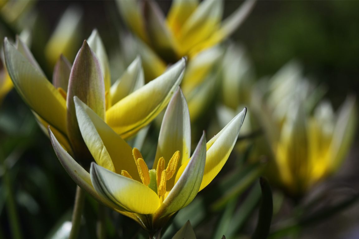 Parvitulppaani Tulipa tarda kukat avoinna lähikuva