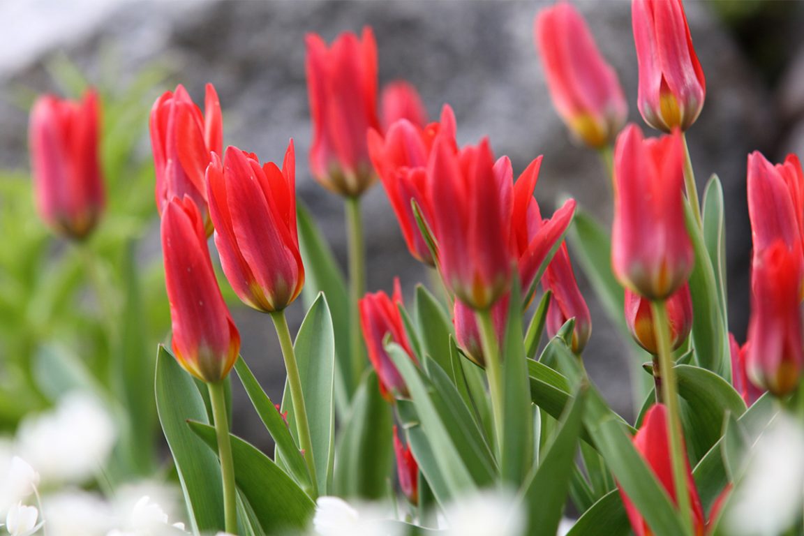 Punaiset lummetulppaanit auringossa