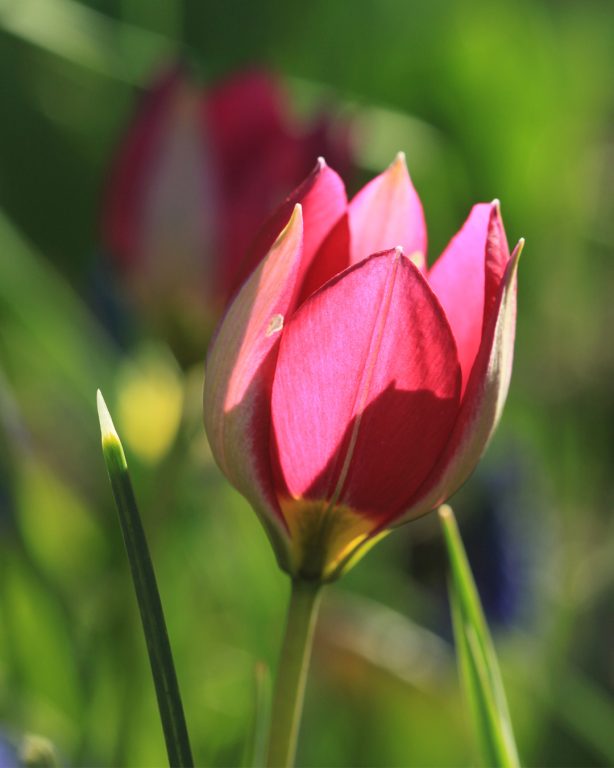 Tähtitulppaani Tulipa humilis 'Persian Pearl' on väriltään harvinaisempi violetti villitulppaani.