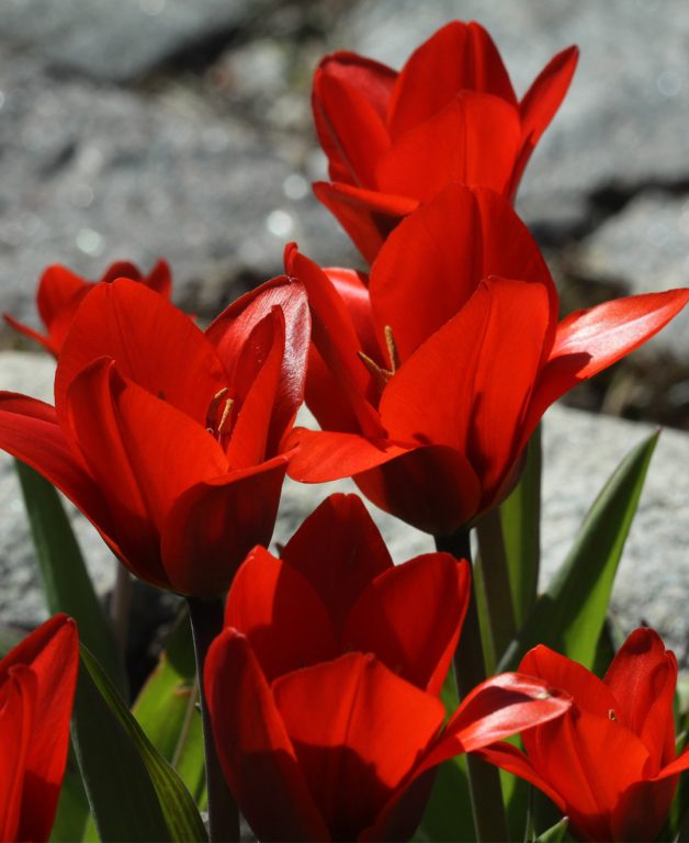 Tulitulppaanit Tulipa fosteriana kukkii punaisin näyttävin kukin.