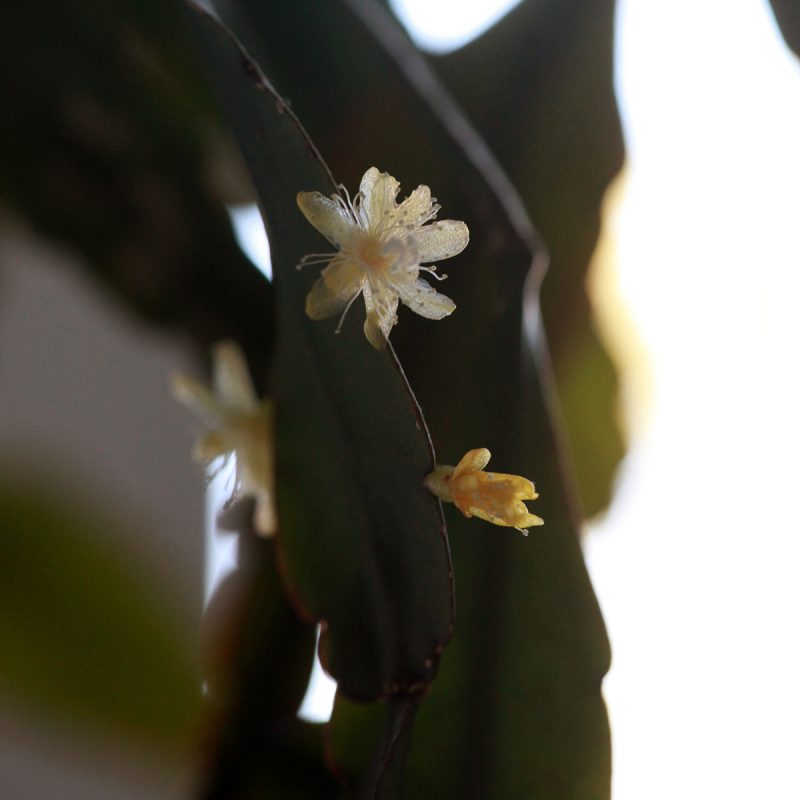 Korallikaktus Rhipsalis elliptica