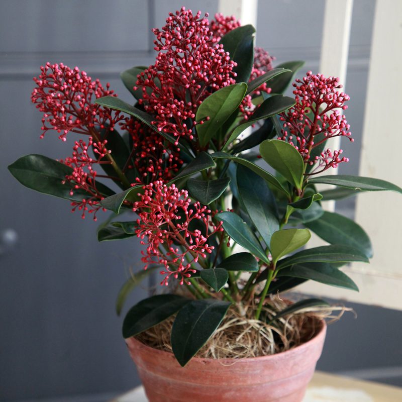 Skimmia joulukukka