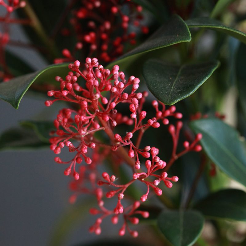 Skimmia japonica