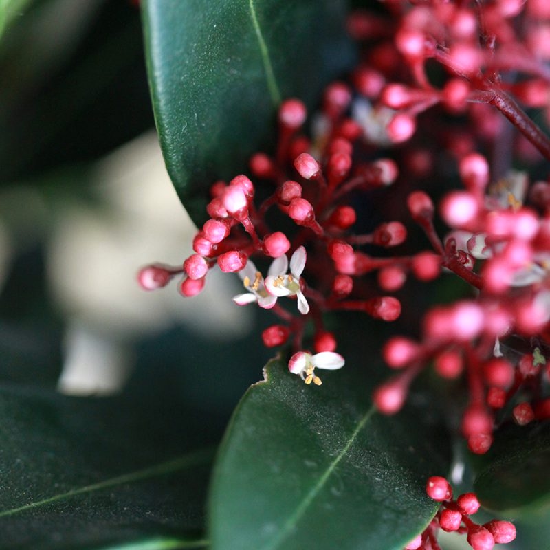 Skimmia huonekasvi