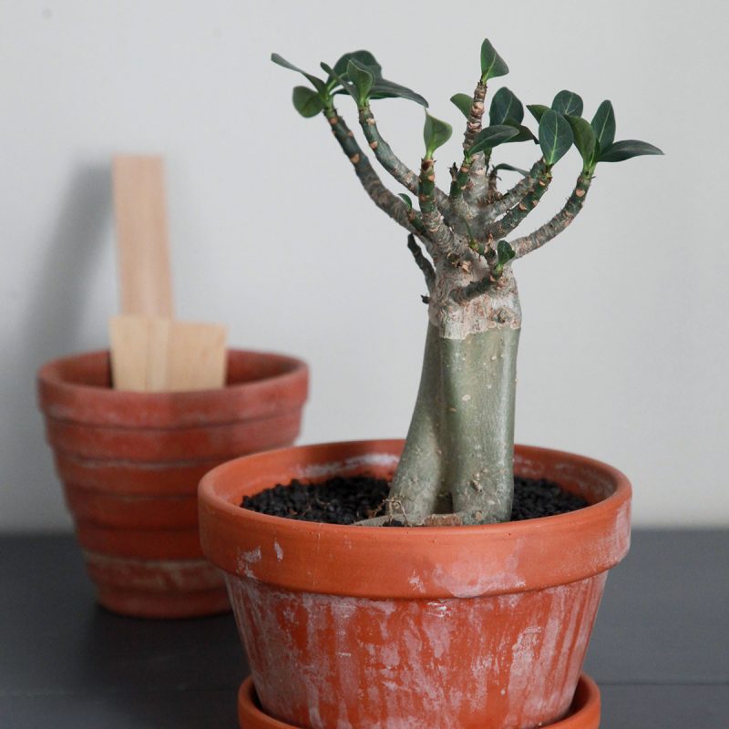 Aavikkoruusu eli adenium Adenium obesum