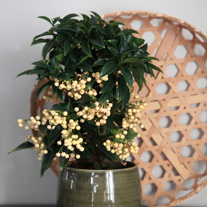 Ardisia crenata