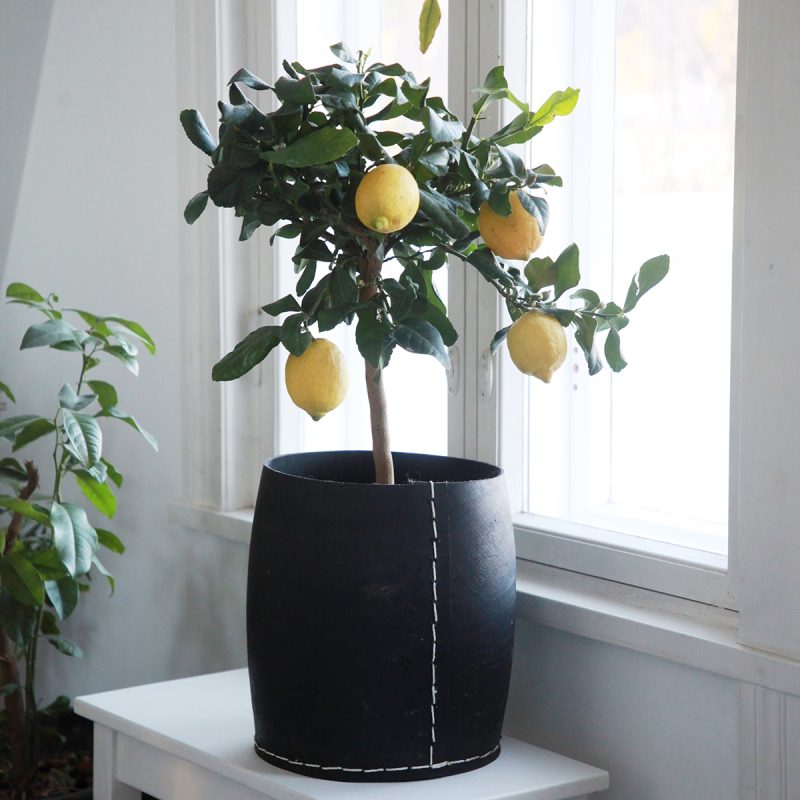 Sitruunapuu - kasvatusohje