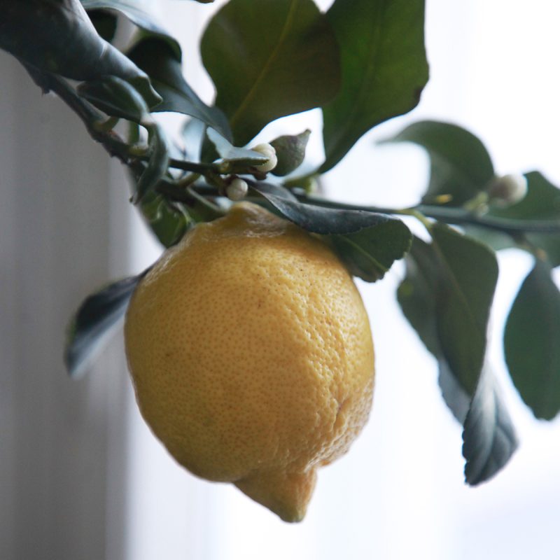 Sitruuna hedelmä - kasvatusohje