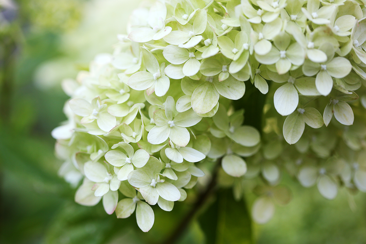 Hortensiat kukkivat parhaiten valoisilla hajavalon kasvupaikoilla. Ne menestyvät myös varjossa, mutta kukinta on vaatimattomampi varjossa. 