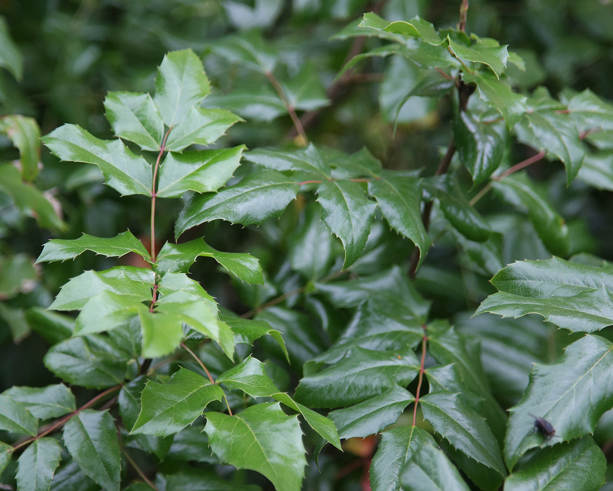 Lännenmahonia menestyy parhaiten suojaisalla, varjoisalla paikalla havujen ja alppiruusujen kumppanina. 