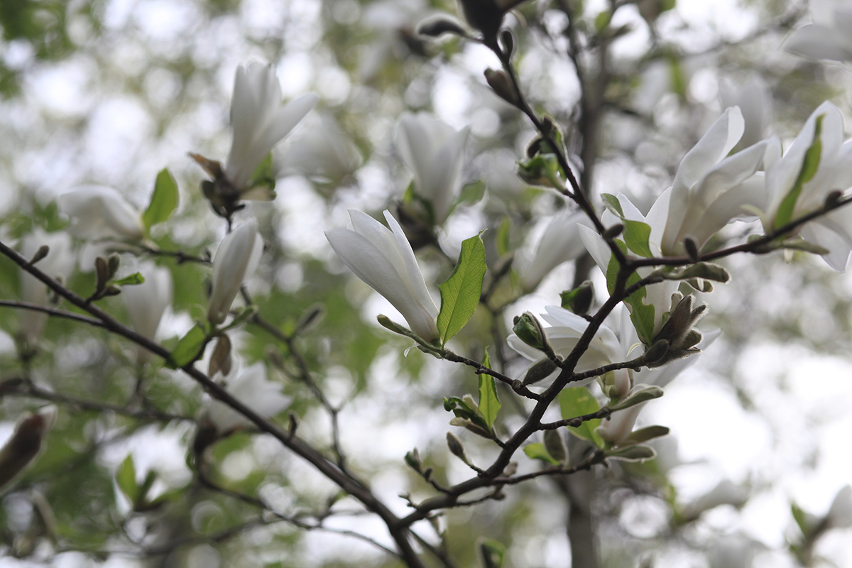 Magnoliat viihtyvät tuoreessa, humuspitoisessa ja happamassa mullassa. 